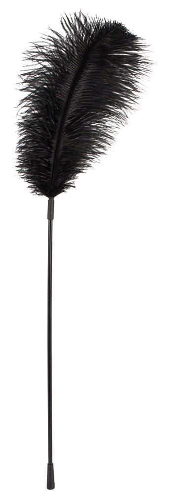 Plume noire Bad Kitty