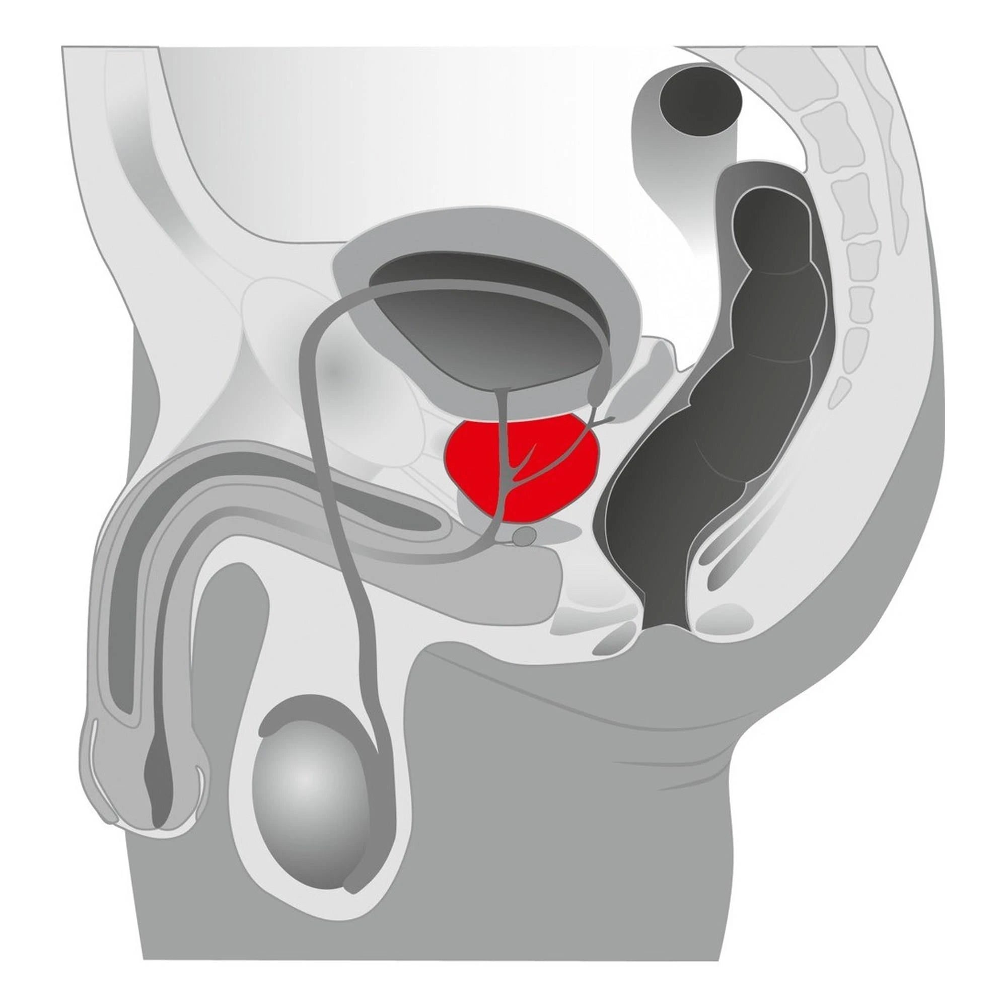 Plug/prostate-Joystick Prostate Booster, noir